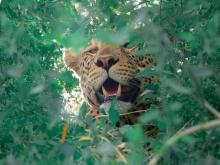 lleopard
